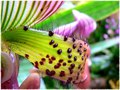 Orchidea - detail