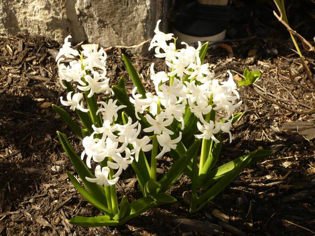 Spring
