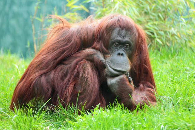 Zamyslený orangutan