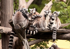 Partia lemurov 2