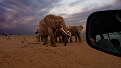 Elephant crossing @ 24mm
