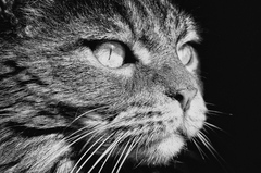 BW cat