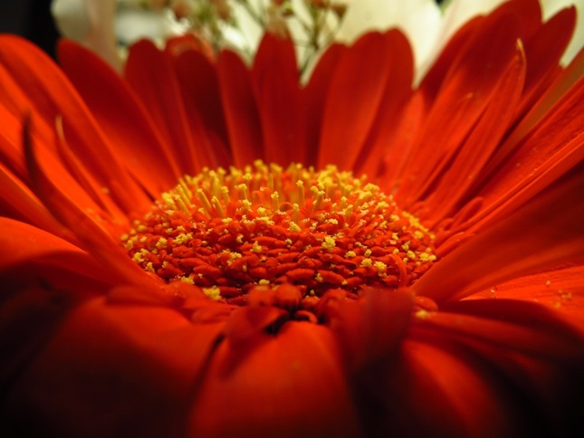 Gerbera