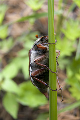 chrust