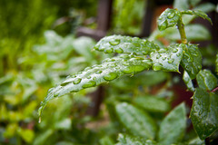 drops