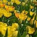 tulipány