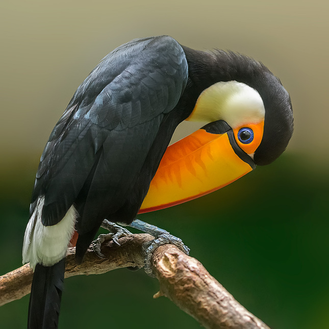 tucan