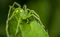 Micrommata virescens