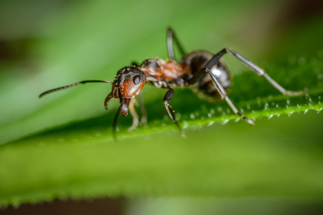 Formica rufa II