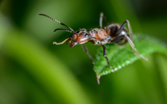 Formica rufa I