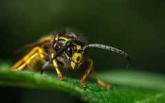 Vespula vulgaris
