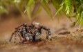 Sitticus saxicola