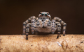 Aelurillus v-insignitus