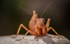 Mantis religiosa