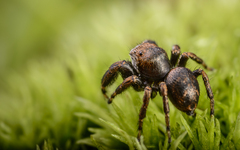 Evarcha arcuata