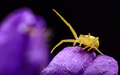 Misumena vatia