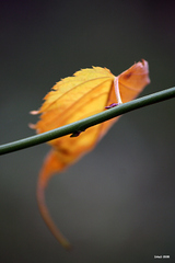 Upadá  do zabudnutia....