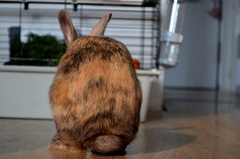 Bunny