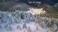 Foggy frozen forest