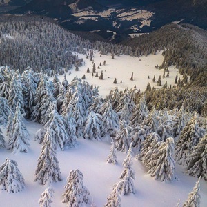 Foggy frozen forest