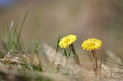 Podbeľ ( Tussilago farfara)