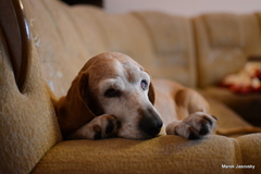 Cakanie na prechadzku