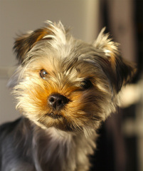 Ginny
