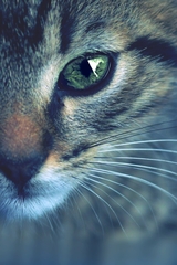 I see you