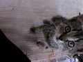 kukuk
