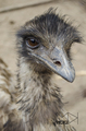 Emu