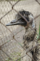 emu