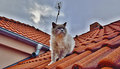 mačka na streche :)