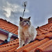 mačka na streche :)