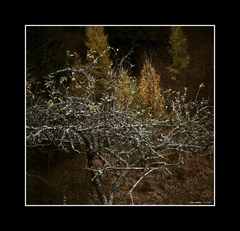 Dark autumn