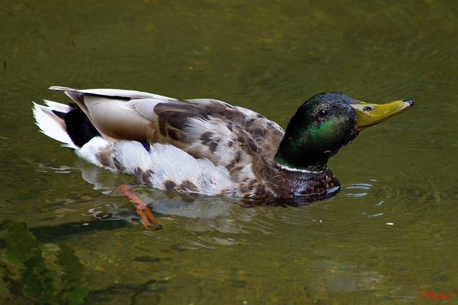 Káčer