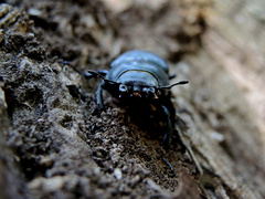Kukoč