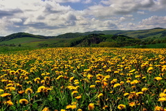 Púpavovo