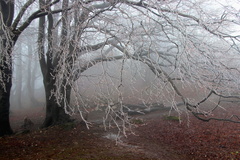 Ľadový strom