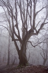 Strom