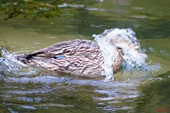 Kúpajúca kačka
