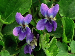 Fialka
