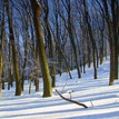 Bielo - modrý les