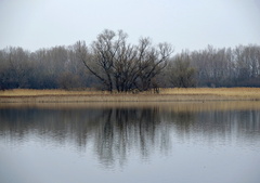Zrkadlenie