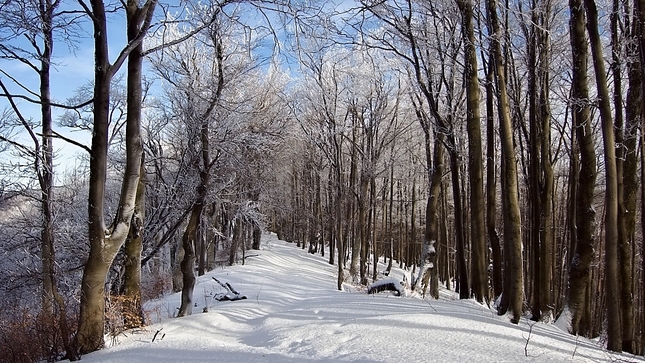 Zima v lese II.
