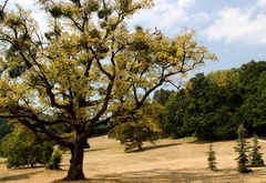 Zjieseniava sa