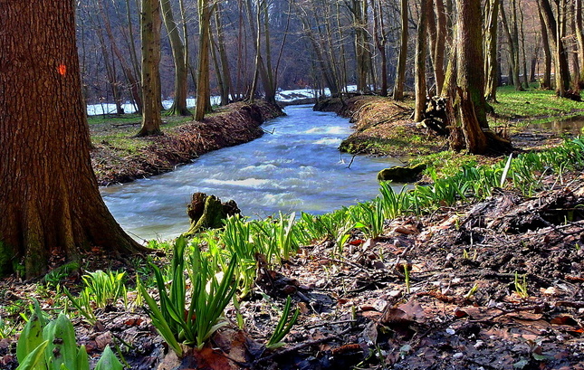 Jarný potok Parná
