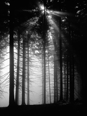 v tajomnom lese..