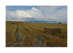 žatva