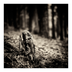 dark forest VI