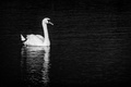 Swan in black